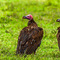 Ngorongoro Crater